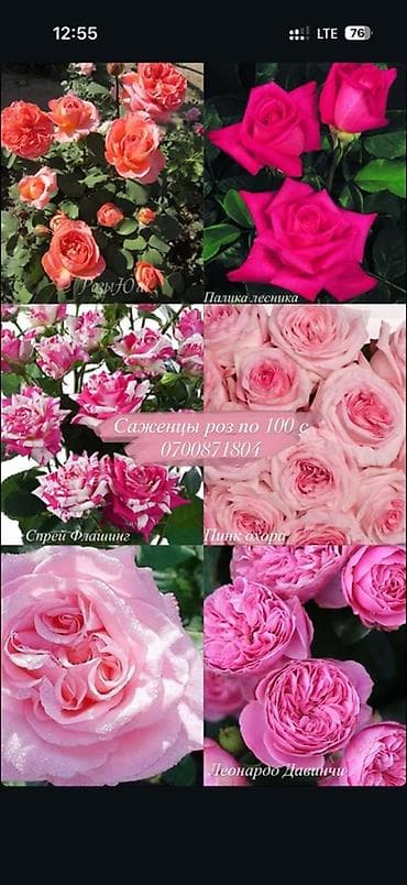 буква к: Саженцы — 2