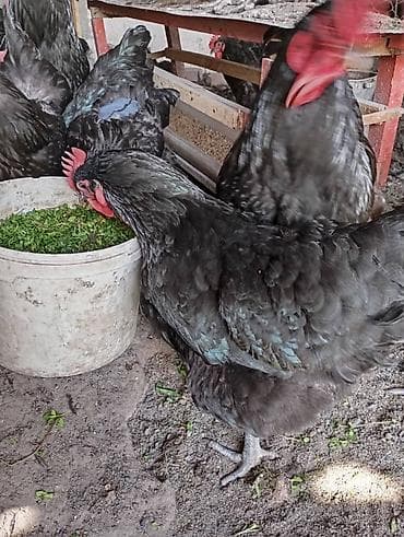 цена цыплят: Продаю курей Джерси гигант.цена договорная — 5