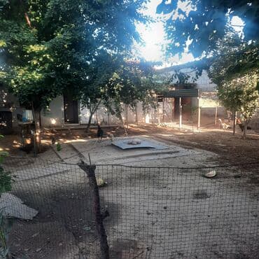 Үйлөрдү сатуу: Үй, 120 м², 4 бөлмө, Менчик ээси — 5