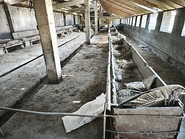 Сдается селхоз объект для крупного скота и мел.скота село — 4