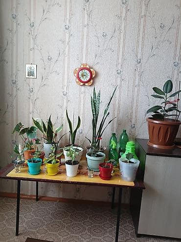 кухо: Комнатные растения в горшках — коллекция для дома или офиса. В — 3
