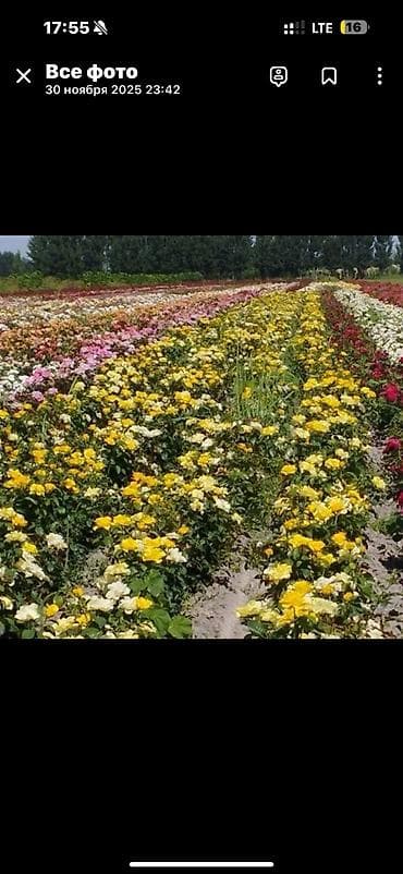 оптовик: Роза кочоттун турлору сатылат, оптом жана бирден да сатылат — 5