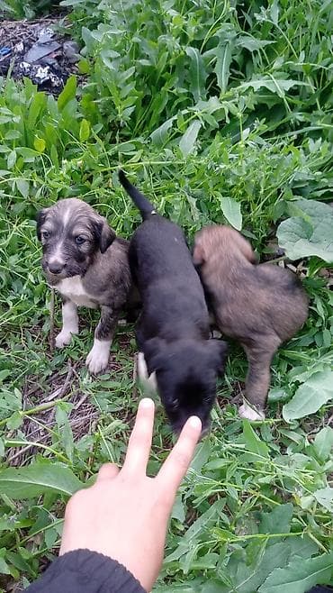 щенки фокстерьера: Тайган, 1 месяц, Самец — 1