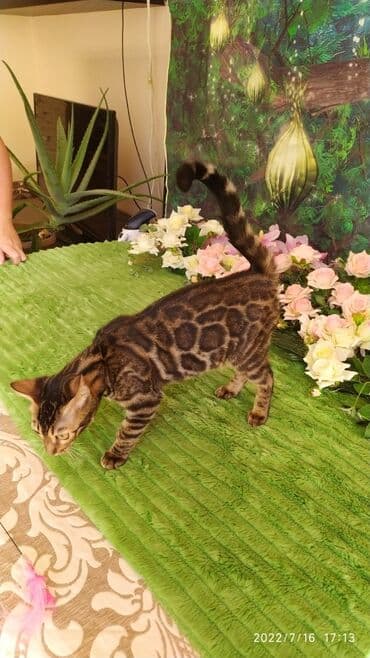 новорожденные котята: Красивейшие бенгальские котята. большие четкие розетки .контрастный — 7