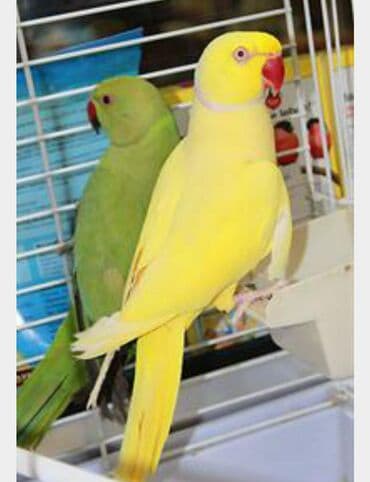 корм для птенцов волнистых попугаев: Волнистые попугайчики хорошо учатся говорить и приручаются к рукам. А — 14