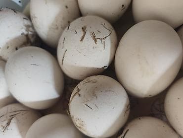 Домашние гусиные яйца. - Натуральные яйца свободный выгул и