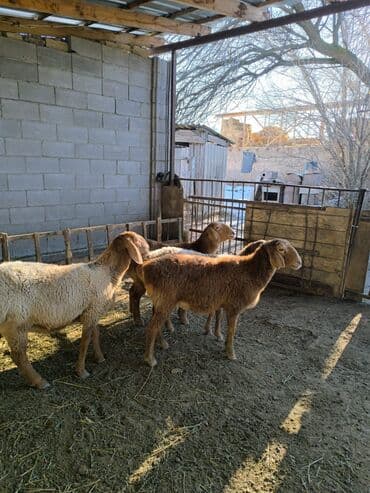 бычок телка: Продаю | Ягненок | Арашан | Для разведения | Ярка — 6