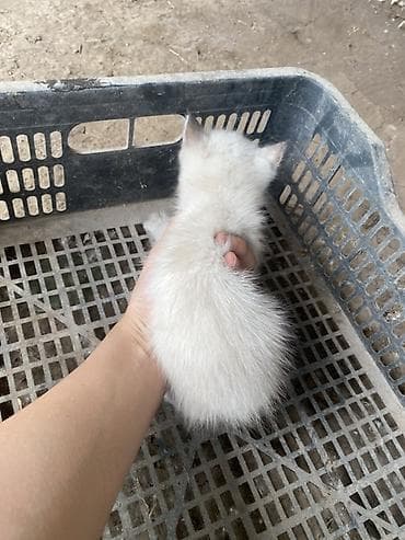 белый котенок: 2 месяца, Девочка, Белый — 2