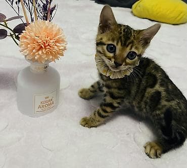 бингальская кошка: ✨ Роскошные бенгальские котята ищут любящий дом ✨ Предлагаются к — 2