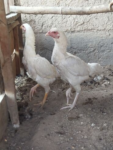 отдам породистую собаку в хорошие руки: Дакан ак мекиштер сатылат алмашу жолдору бар адрес Заря Тынчтык конушу — 1