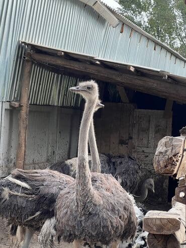домик для кроликов: Продаю страусов — 5