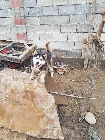 Ит бекер берем: Порода: сибирский хаски (черно‑белый окрас, голубые глаза) — 4