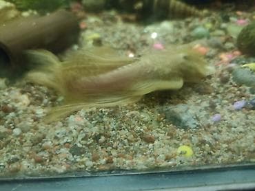 Зоотовары: Аквариум 220 литров заводской в рабочем состоянии стумбойбез — 5