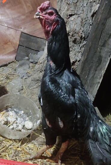 корм для домашних животных: Продаю | Куры | Бойцовая | Для разведения — 2