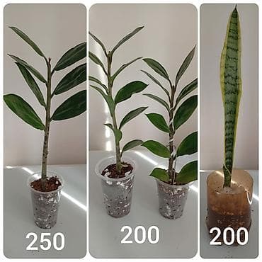 Продукты питания: Гулдор сатылат — 3