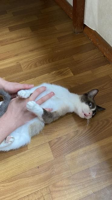 сиамскую кошку: Кошка даром: Сиамская, 1 год, Мальчик, Проглистована, Кастрирована, Приучена к лотку — 1