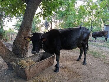 продаю музоо торпок корова самка бык самец айрширская ангус алатауская на забой для разведения на откорм племенные нетель привязанные: Сатам | Кунаажын, Уй (ургаачы) | Швиц, Голштин, Симментал | Бооз, Кунажын — 5