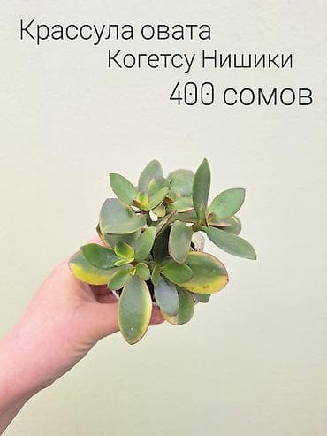 инкубатор луппер: • Комнатные растения (укоренённые черенки/детки/молодые — 9