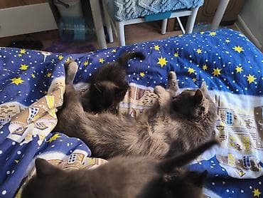 хвостики: Котята от домашней кошки - Котята на фото вместе с мамой-кошкой. - — 2