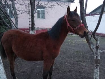 алабай мальчик: Продаю | Конь (самец) | Полукровка | Для разведения — 3