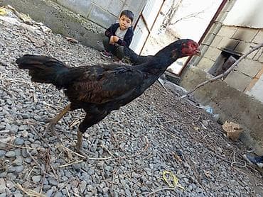 Баран, овца: Продаю | Петух | Бойцовая | Для разведения — 3