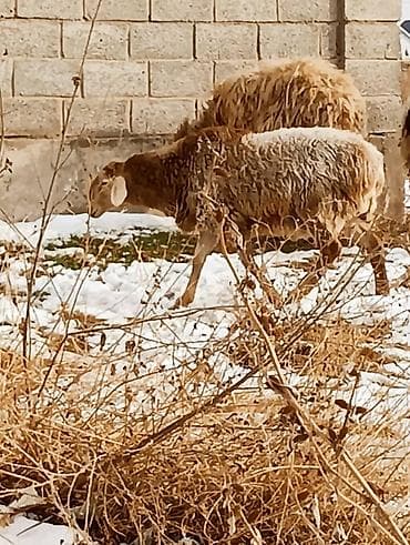 куры несушки бишкек: Продаю | Овца (самка) | Для разведения — 10