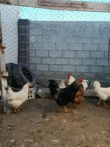 курица бишкек: Продаю | Куры, Петух | Домашняя | На забой, Для разведения, Несушки — 7