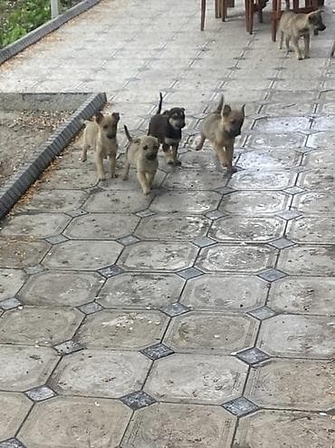 щенок стаффа: Щенки смешанных пород Домашние - Возраст примерно 2 месяца (по фото — 9