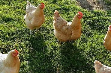 Продаю | Куры, Петух | Домашняя | На забой, Для разведения