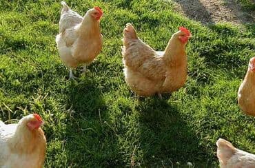 продажа домашних кур: Продаю | Куры, Петух | Домашняя | На забой, Для разведения — 3