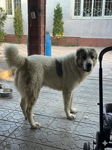 кыргыз добот ит: Отдам в хорошие руки за символическую плату 5000 сом, Кабель кличка — 1