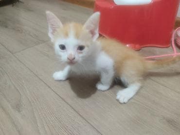 кошка беловодск: Здравствуйте, отдам котята в добрые руки бесплатно! Они очень умные — 2