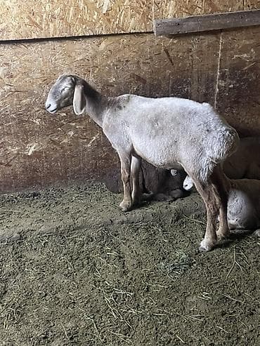 матка с ягненкам: Продаю | Овца (самка) | Арашан | На забой, Для разведения | Племенные, Матка, Ягнившаяся — 7