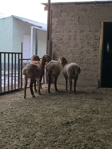 Продаю | Овца (самка), Ягненок | Арашан | Для разведения | Ярка — 6