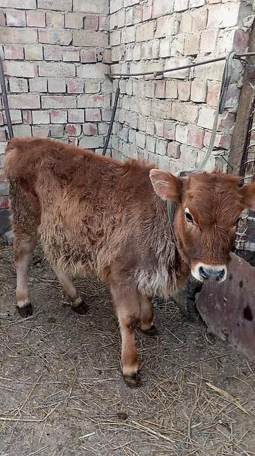 Үй жаныбарлары үчүн товарлар: Сатам | Музоо | Көбөйтүү үчүн | Байланган — 2