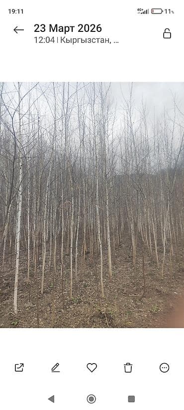 принимаем ягоды: Саженцы — 2