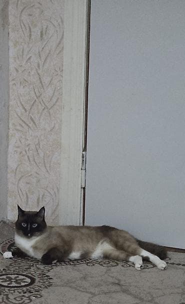 куда можно отдать кошку: Кошка даром: Сиамская, 2 года, Мальчик — 8