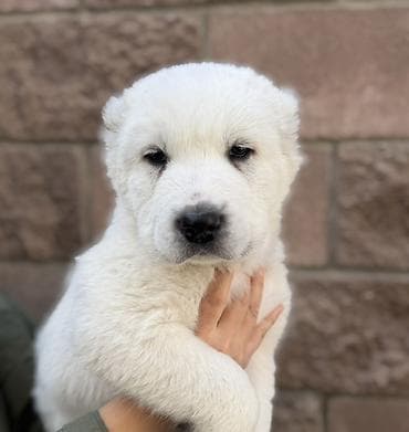 собаки тайган: Щенки алабая!! - Окрас: белый - Возраст: 2 месяца - Крупные — 2