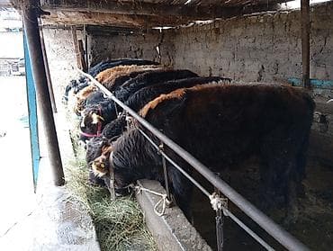 тайган щенок: Продаю | Бык (самец) | Швицкая | На откорм — 4