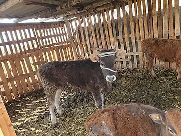 Животные: Продаю | Тёлка | Алатауская | Для разведения | Привязанные — 8