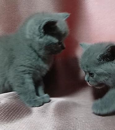 чистокровная: Чистокровные шотландские котята . Классического голубого окраса. В — 7