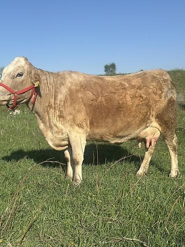 баран живой: Продаю | Корова (самка) | Для молока | После отела — 2