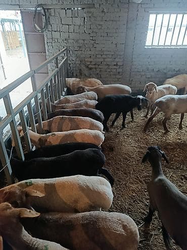 кормушка для скот: Продаю | Овца (самка) | Для разведения | Ярка — 4