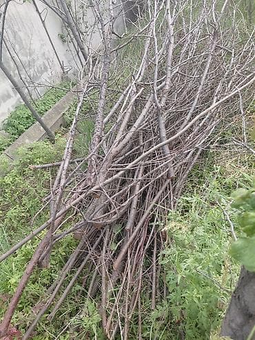 Дрова: Дрова Фруктовая древесина, Самовывоз — 2
