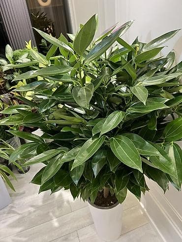 Корица гигант сорт 🌳🌳🌳 Комнатные крупномеры в декоративных кашпо - at lalafo.kg Корица гигант сорт 🌳🌳🌳 Комнатные крупномеры в декоративных кашпо -