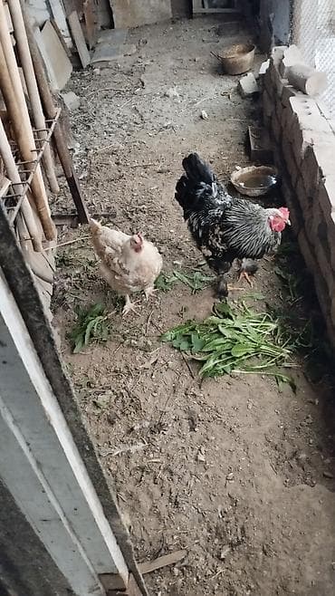 попугай жако: Продаю | Куры | Для разведения — 1