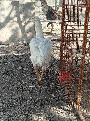 породистые собаки в бишкеке: Дакан АК мекиш сатылат тулоп жатат алмашу жолдору бар жемге жугоруго — 3
