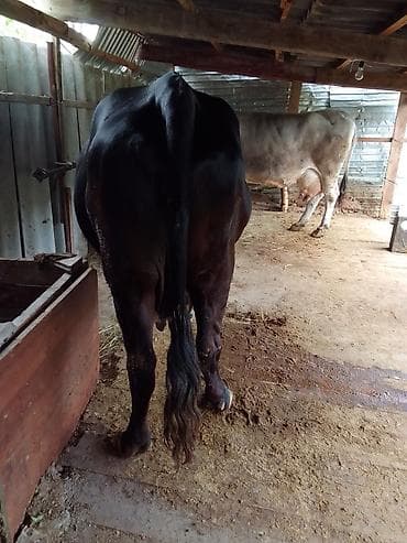 кошка мышык: Сатам | Уй (ургаачы) | Сүт алуу үчүн | Байланган — 1