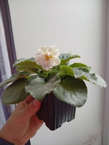 Фиалки и глоксинии: Продаю фиалки есть детки — 4