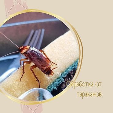 Клининговые услуги: Дезинфекция, дезинсекция, | Клопы, Вирусы, микробы, Обработка деревьев, | Офисы, Дворы, Дома — 1